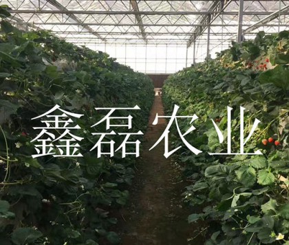 花卉、育苗基地