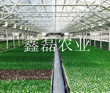 花卉、育苗基地