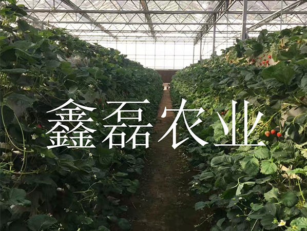 花卉、育苗基地