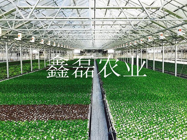 花卉、育苗基地