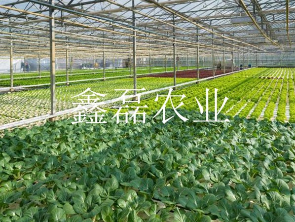 花卉、育苗基地